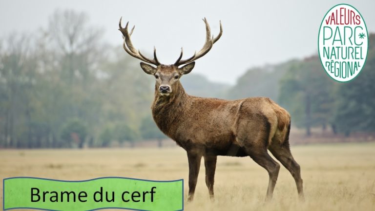 Brame du cerf Ariège Pyrénées