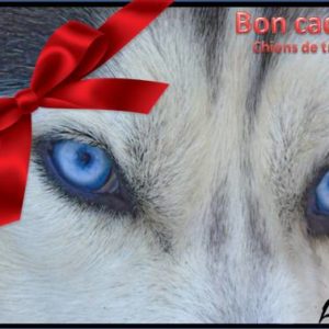 Bon cadeau chiens de traineau Ariège