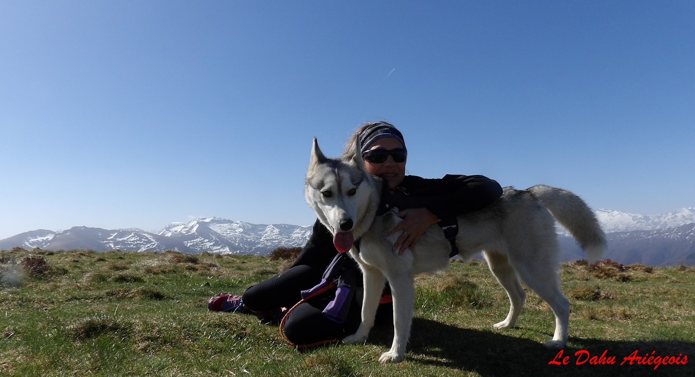 Cani trail Ariège - Husky Sibérien