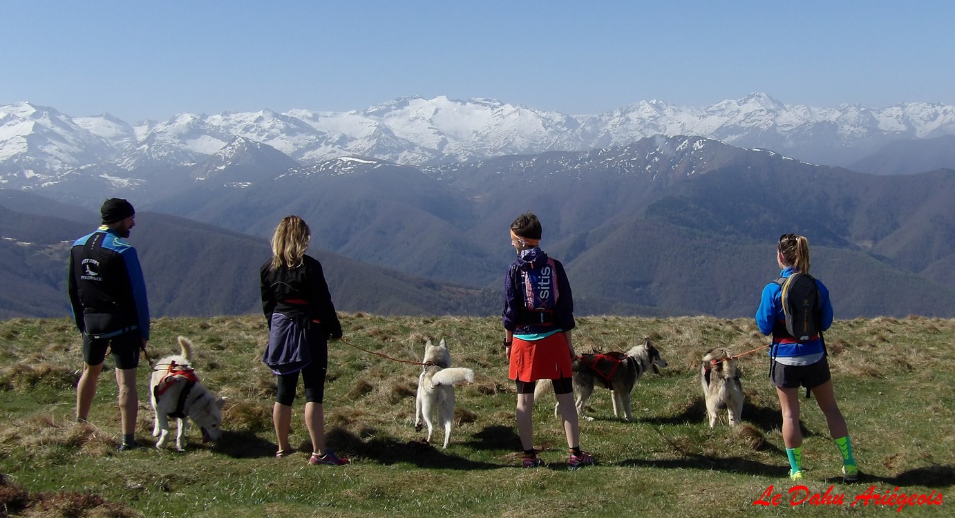 Cani trail Pyrénées - Husky Sibérien