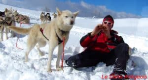 Chiens Husky nordique Denis