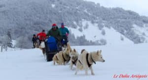 Chiens traîneau Conduite