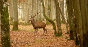 Ariège - Brame du Cerf - 4