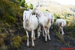 Le mouton de Saas - Mouton de Tyro