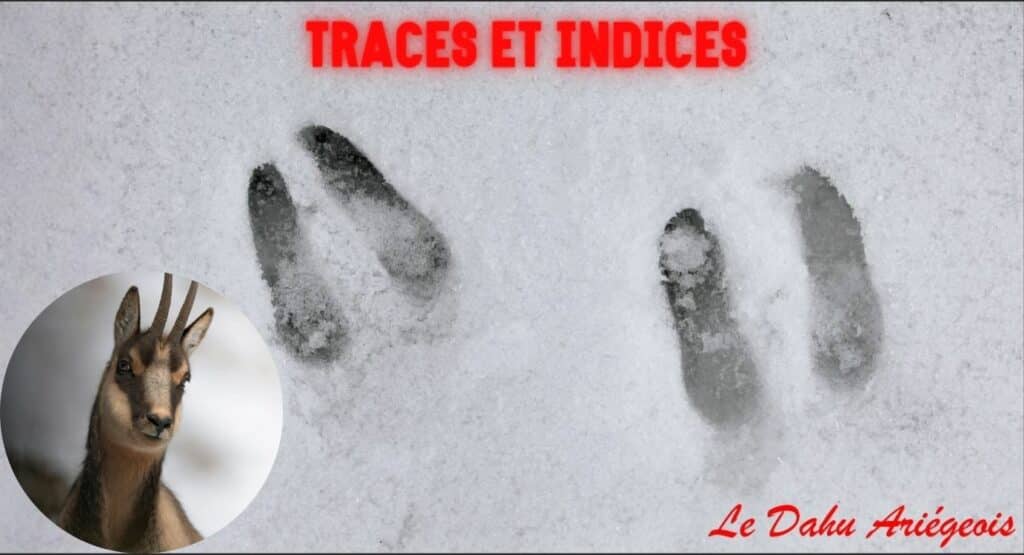 Découvre les traces et indices des animaux dans la neige avec le Dahu Ariégeois en Ariège