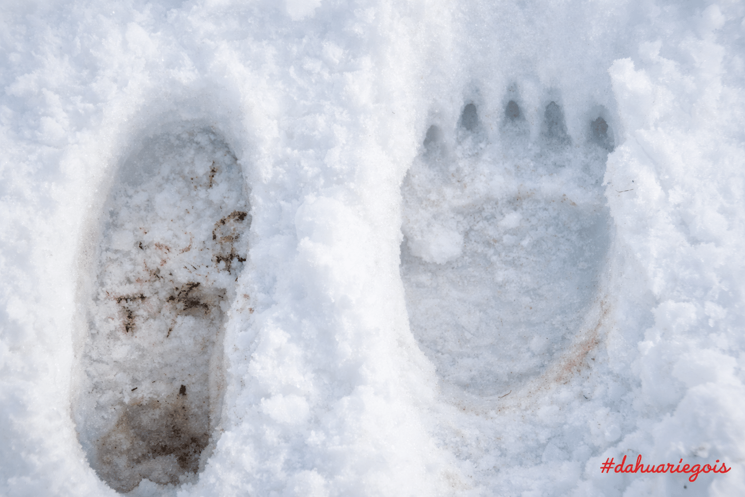 Florent Antras compare une empreintes ours dans la neige fraîche dans les Pyrénées