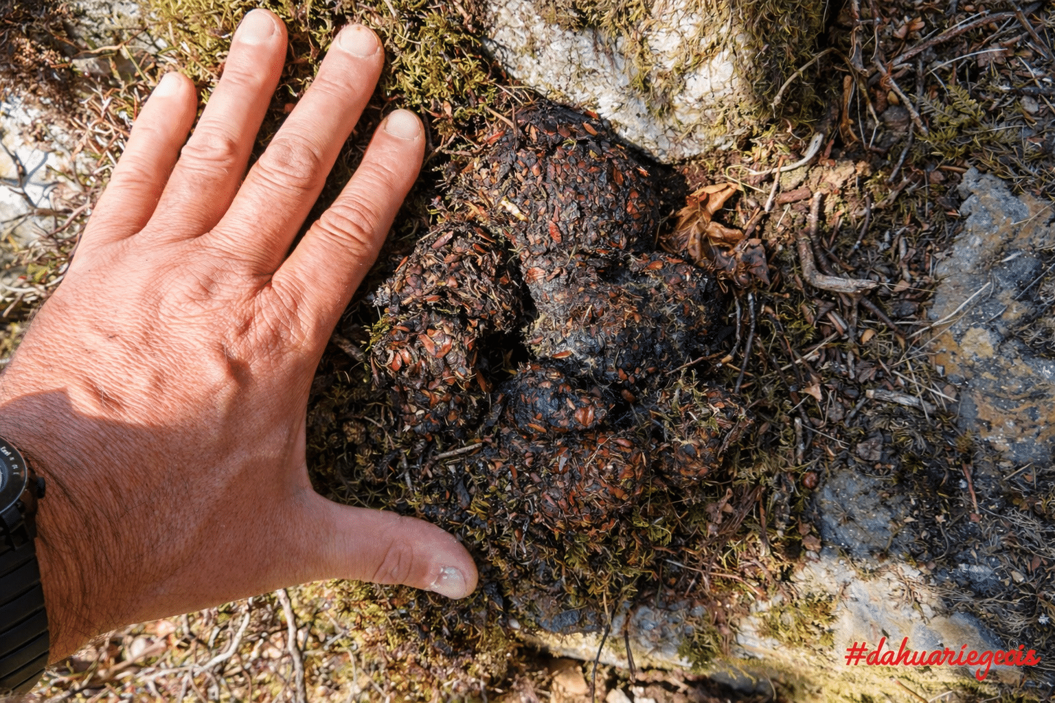 Main d'adulte près des crottes d'ours