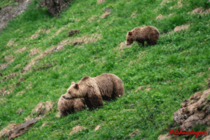 Florent Antras - Dahu Ariegeois