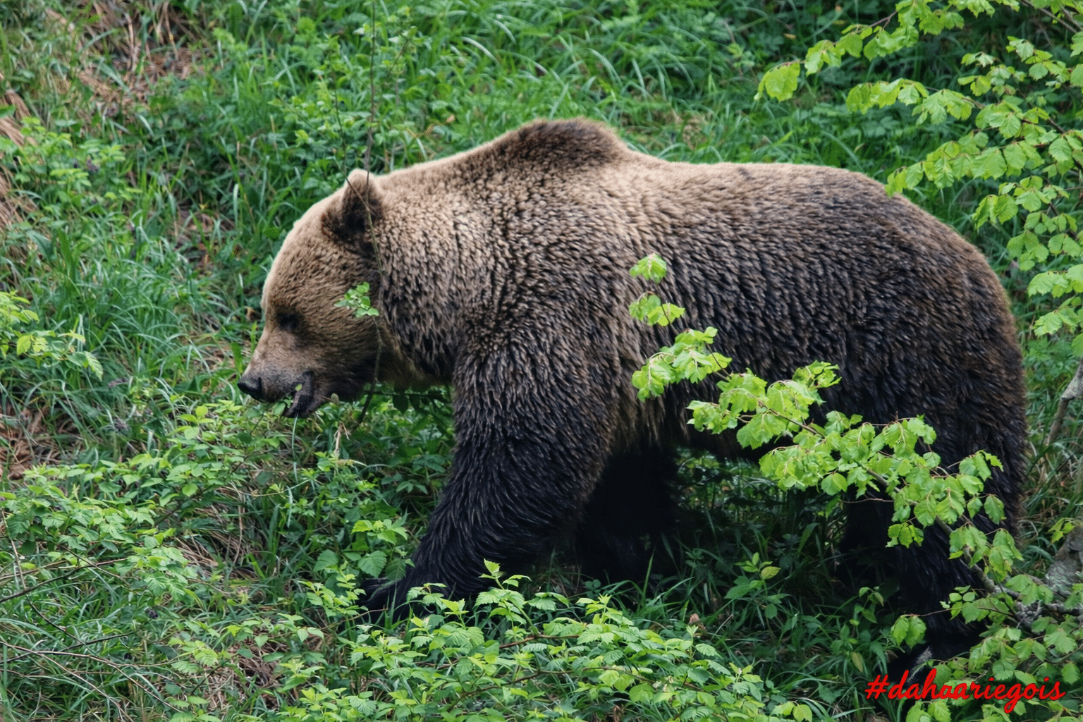 Florent Antras - Dahu Ariegeois