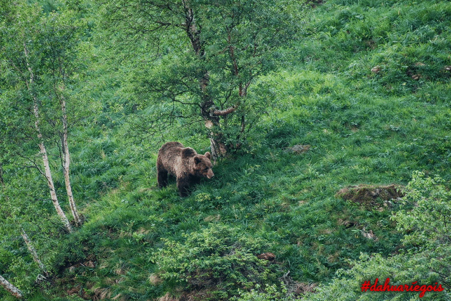 Florent Antras - Dahu Ariegeois