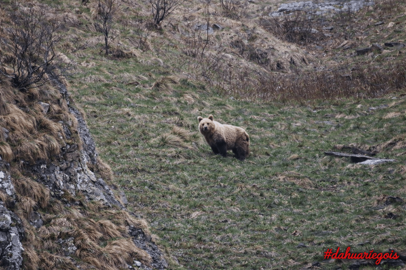 Florent Antras - Dahu Ariegeois