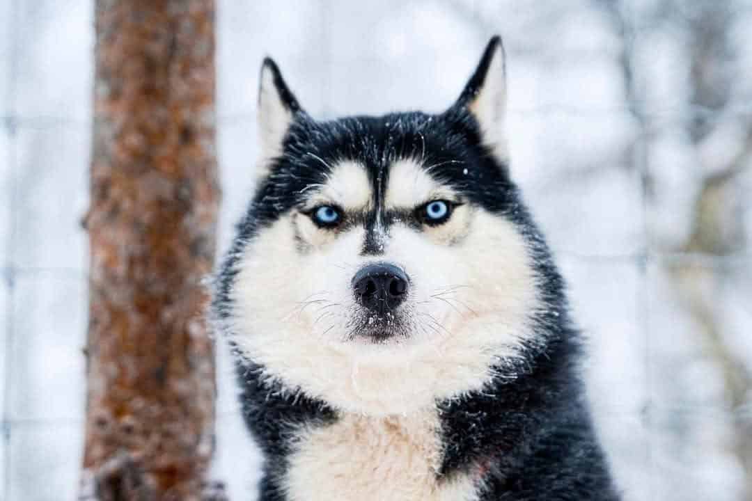 Chiens de traineau le vrai loup