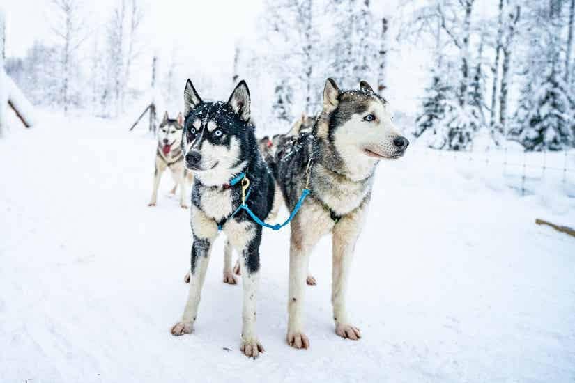 Chiens de traineau séjour Finlande