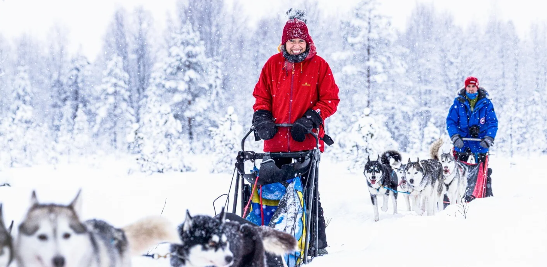 Séjour chiens de traineau Laponie Finlande